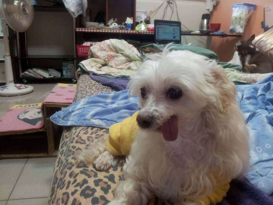 花蓮縣毛孩TNVR協會