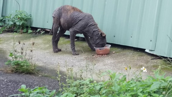 花蓮縣毛孩TNVR協會