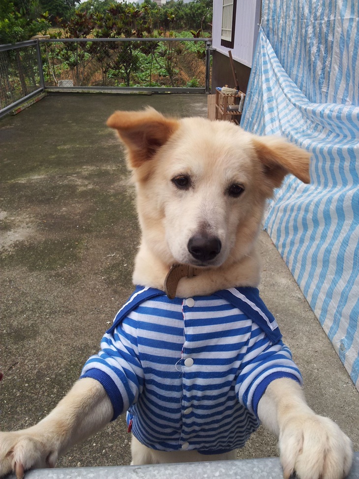 花蓮縣毛孩TNVR協會