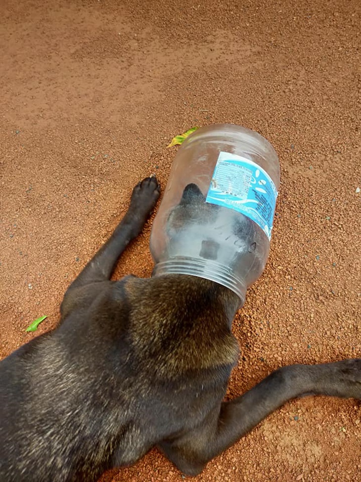 花蓮縣毛孩TNVR協會