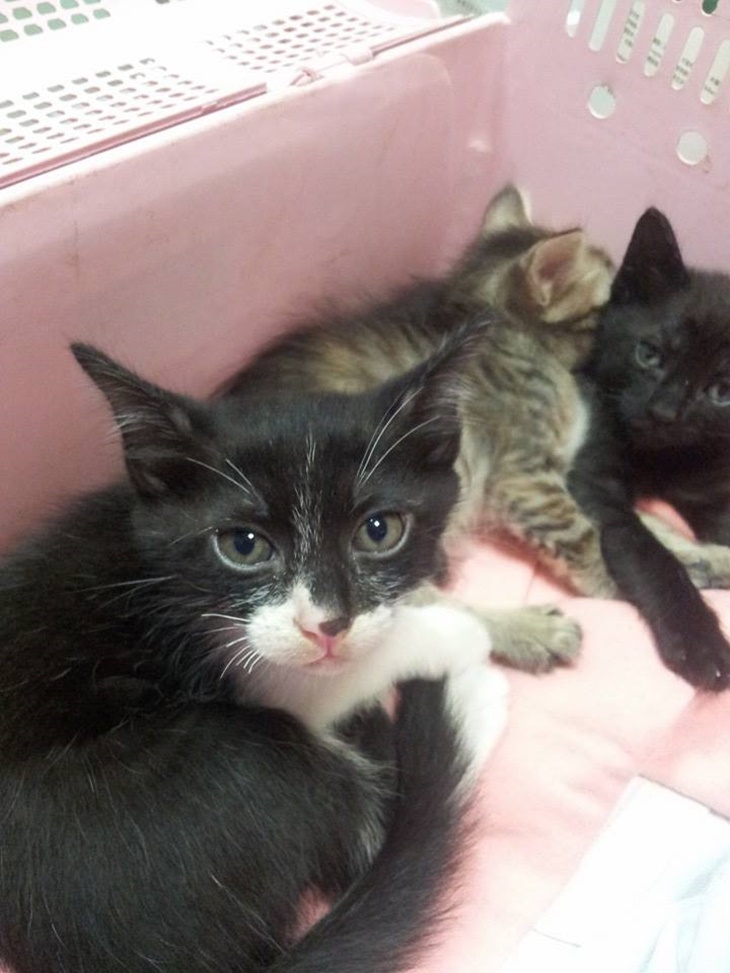 花蓮縣毛孩TNVR協會