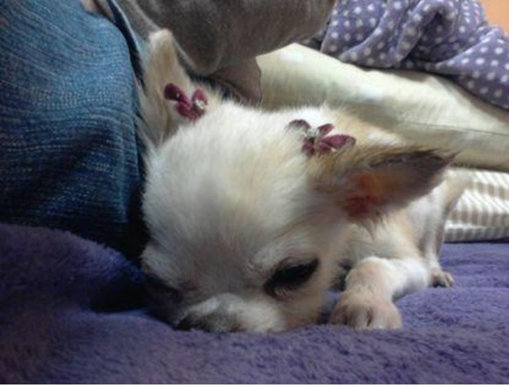 花蓮縣毛孩TNVR協會