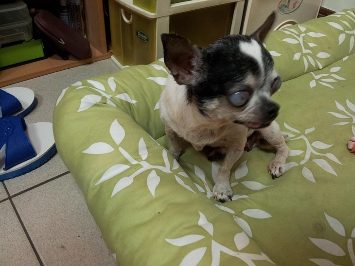 花蓮縣毛孩TNVR協會