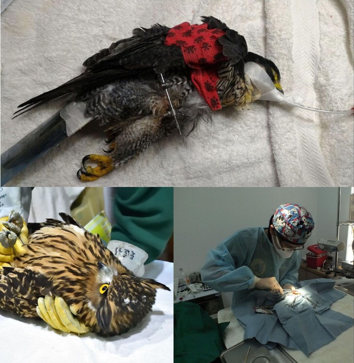 浪夢想實現-無助動物的守護者