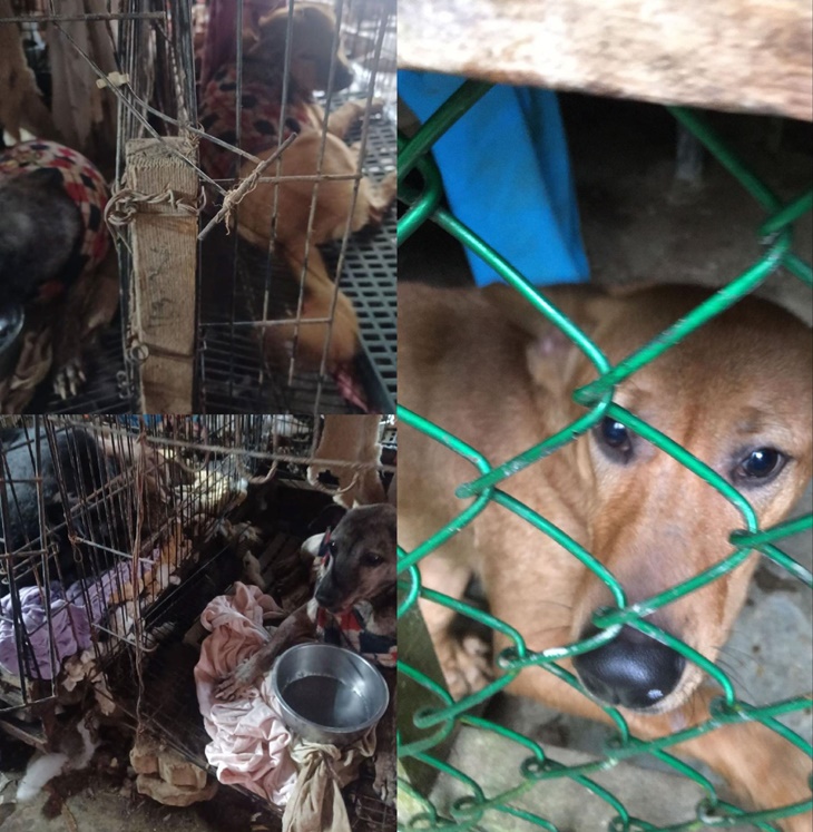 浪夢想實現-無助動物的守護者