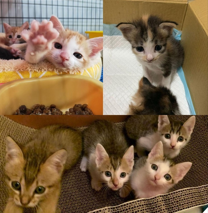 浪夢想實現-無助動物的守護者