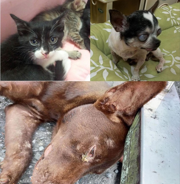 浪夢想實現-無助動物的守護者