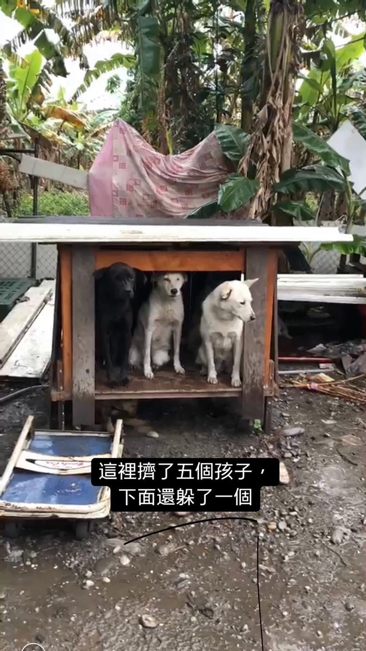 花蓮縣流浪動物救助協會(杜媽媽狗園)