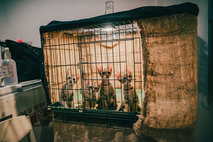 社團法人臺灣自心愛護動物協會