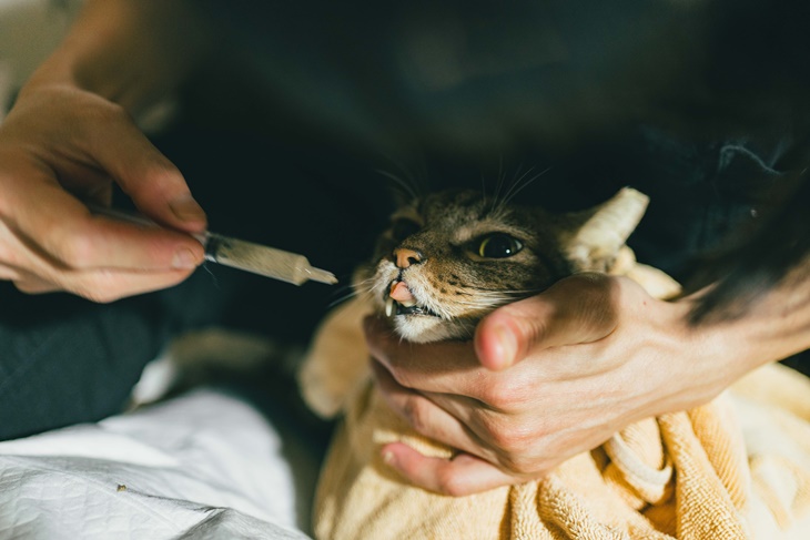 社團法人臺灣自心愛護動物協會
