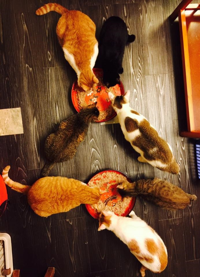 社團法人臺灣自心愛護動物協會