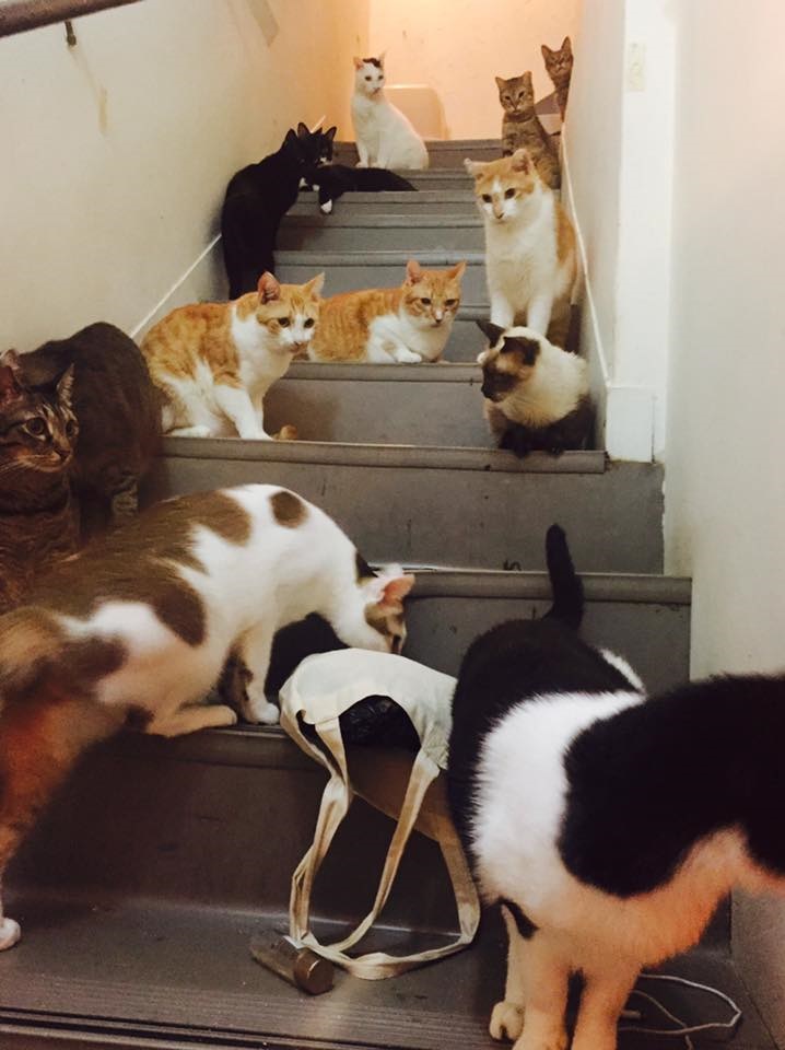 社團法人臺灣自心愛護動物協會