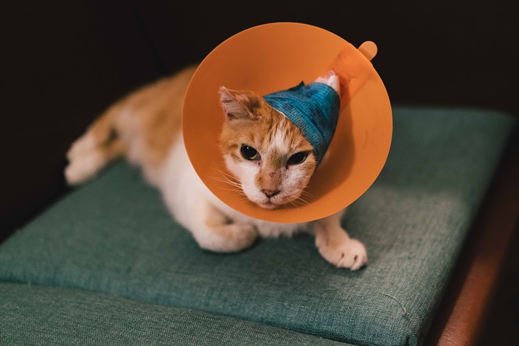 社團法人臺灣自心愛護動物協會