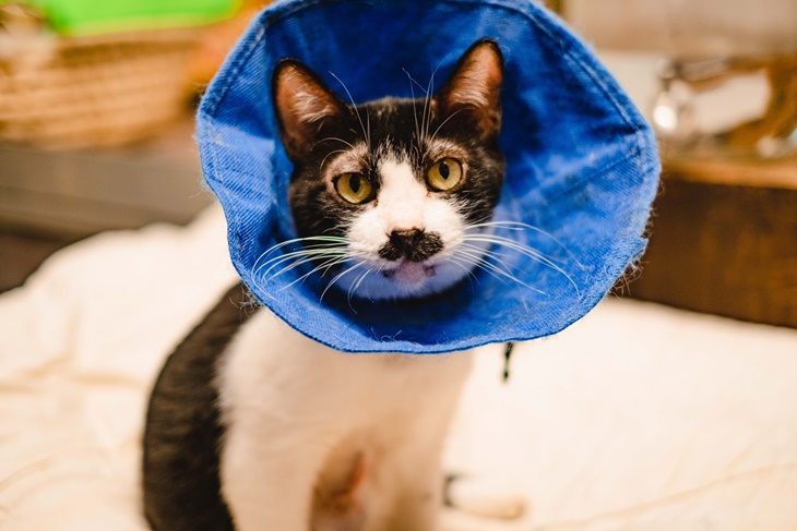 社團法人臺灣自心愛護動物協會