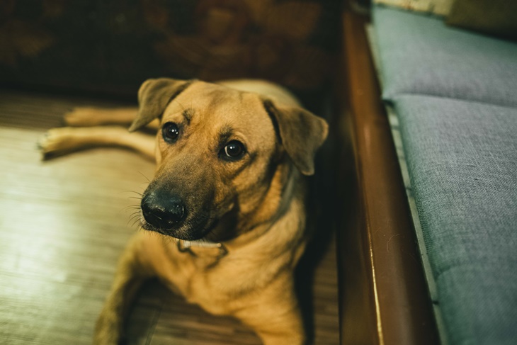 社團法人臺灣自心愛護動物協會