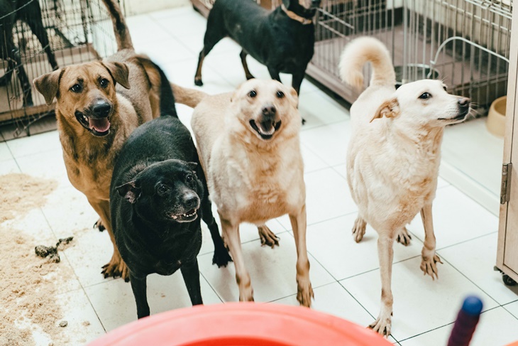 社團法人臺灣自心愛護動物協會