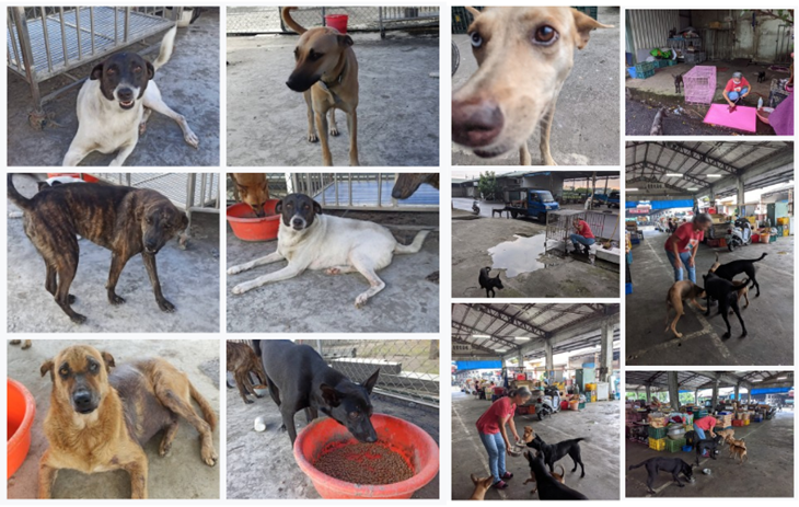 潮州簡愛流浪狗園
