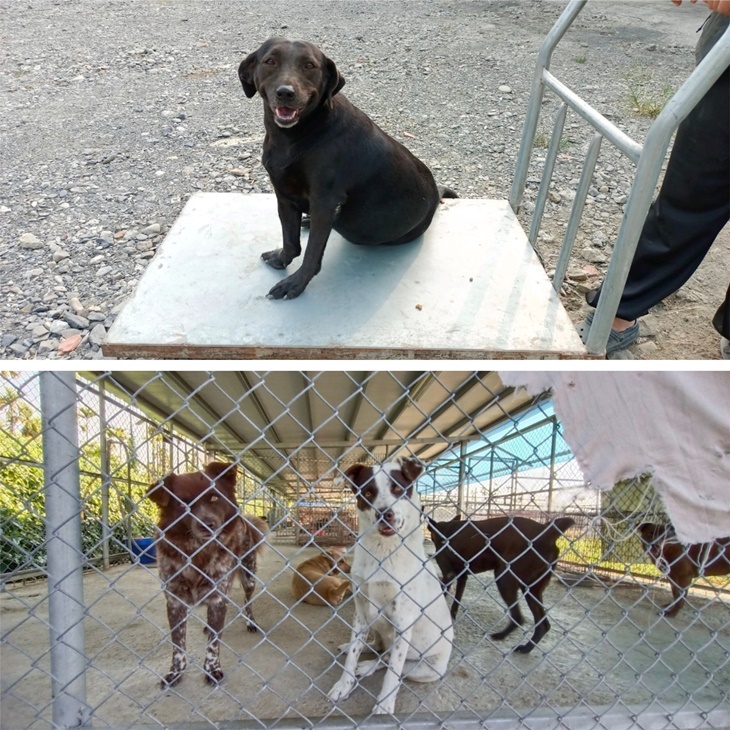潮州簡愛流浪狗園