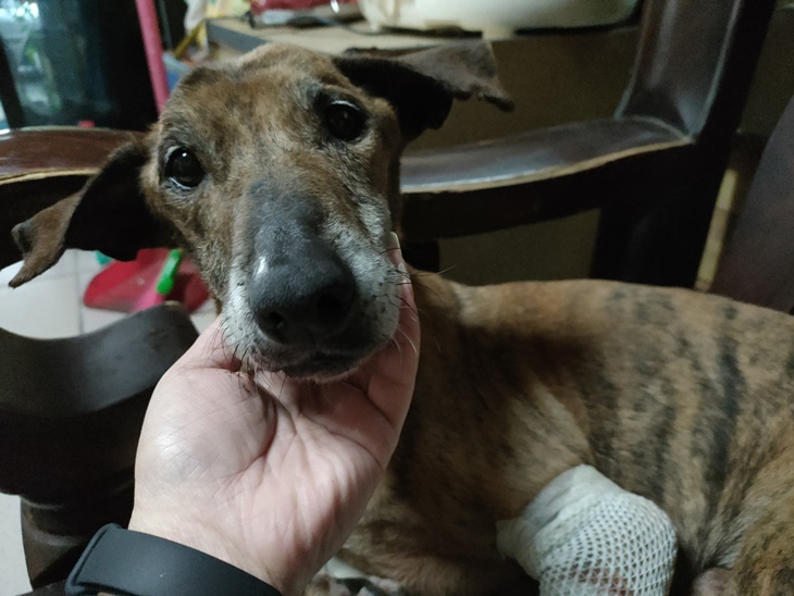 花蓮縣毛孩TNVR協會