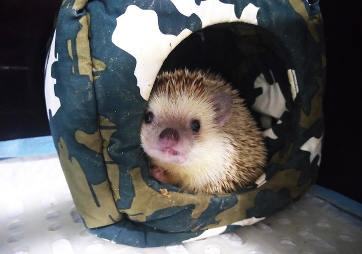 社團法人臺灣刺蝟照護推廣協會