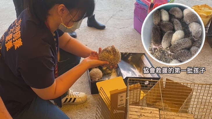 社團法人臺灣刺蝟照護推廣協會