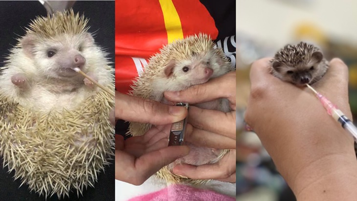 社團法人臺灣刺蝟照護推廣協會