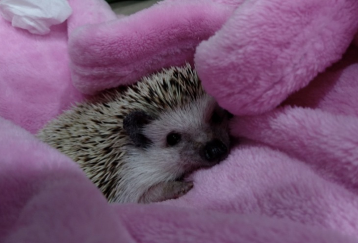 社團法人臺灣刺蝟照護推廣協會