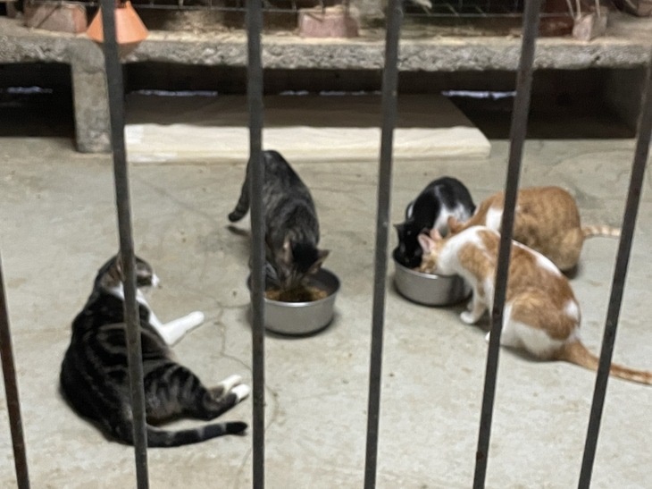 社團法人高雄市幸福狗尾巴友善動物協會