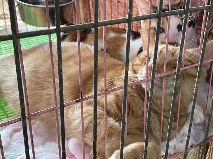 社團法人高雄市幸福狗尾巴友善動物協會