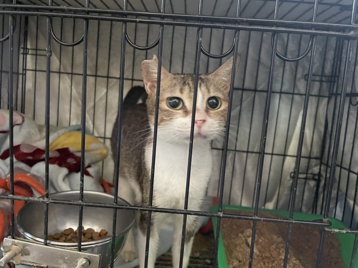 社團法人高雄市幸福狗尾巴友善動物協會