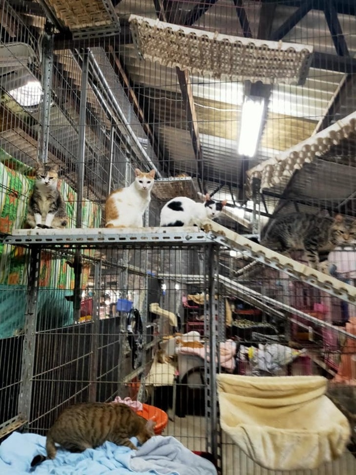 社團法人高雄市幸福狗尾巴友善動物協會