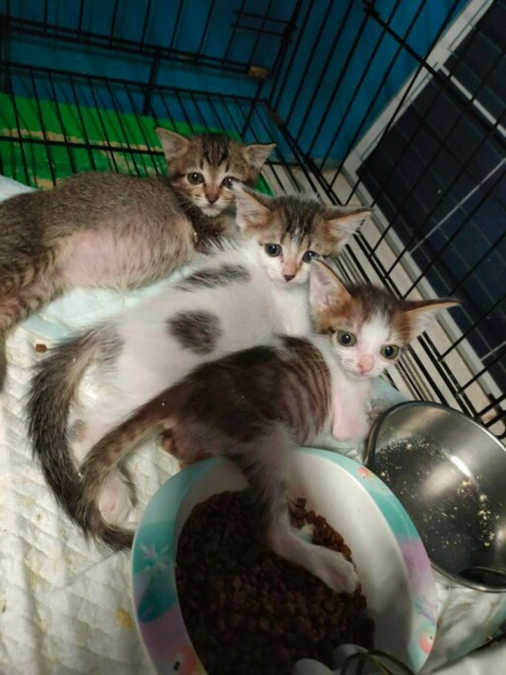 花蓮縣毛孩TNVR協會