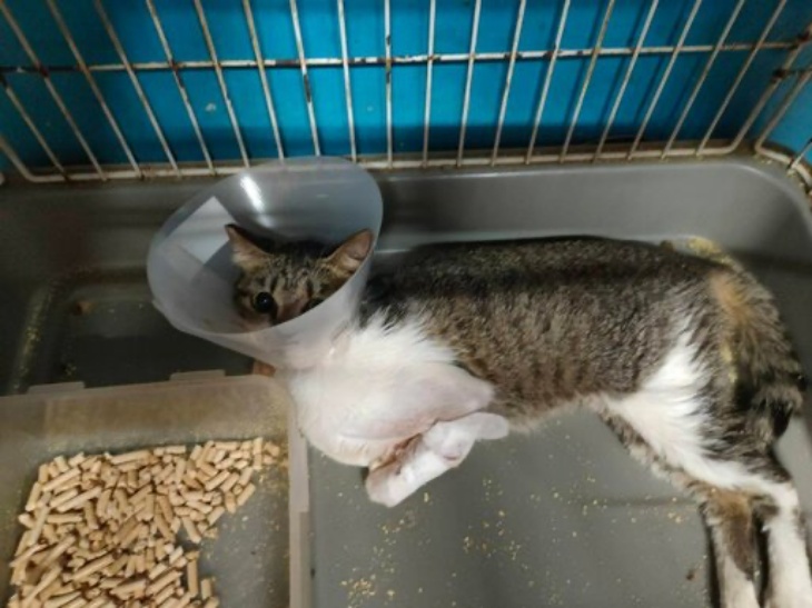 花蓮縣毛孩TNVR協會