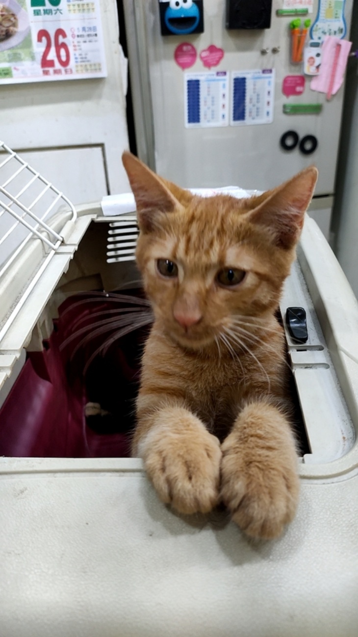 花蓮縣毛孩TNVR協會