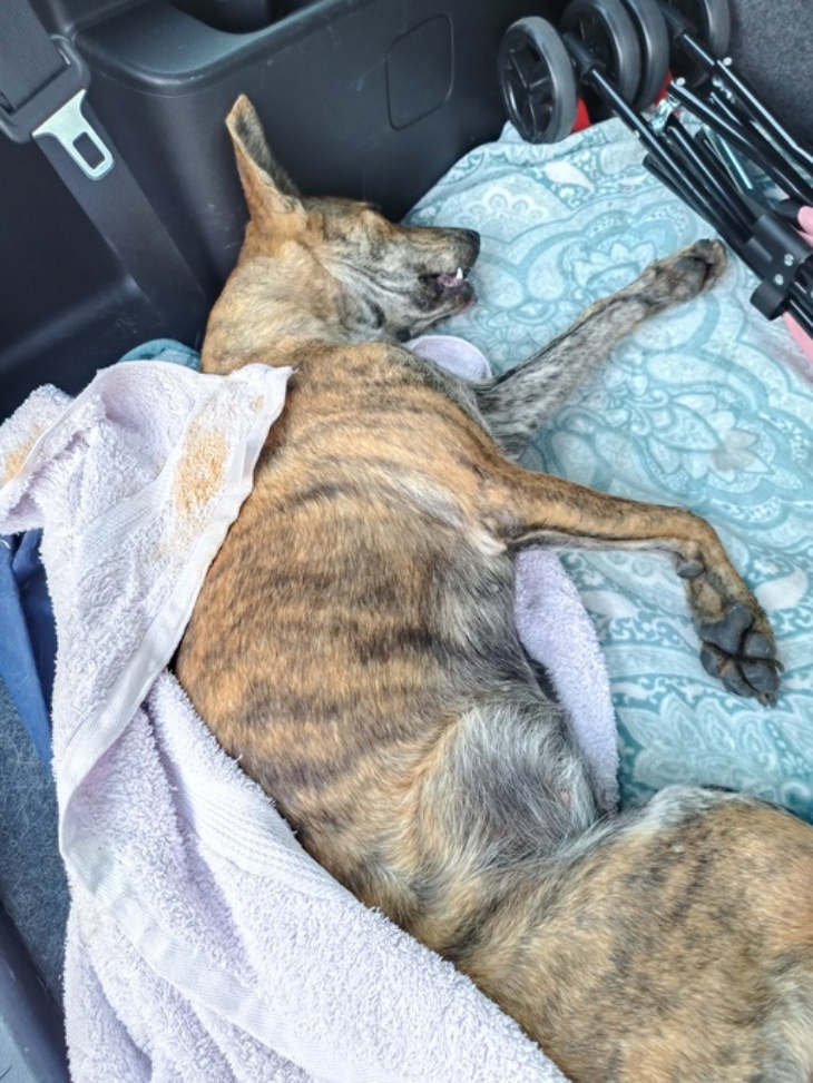 花蓮縣毛孩TNVR協會