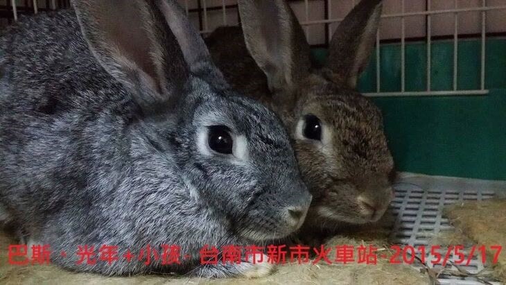 社團法人台灣流浪兔保護協會