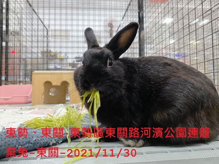 社團法人台灣流浪兔保護協會