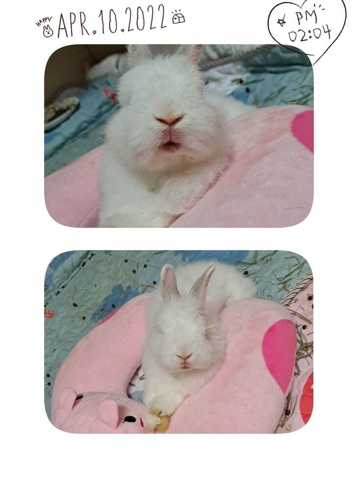 社團法人台灣流浪兔保護協會