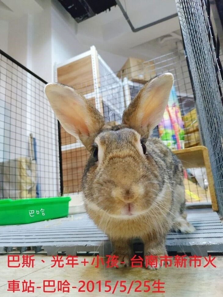 社團法人台灣流浪兔保護協會