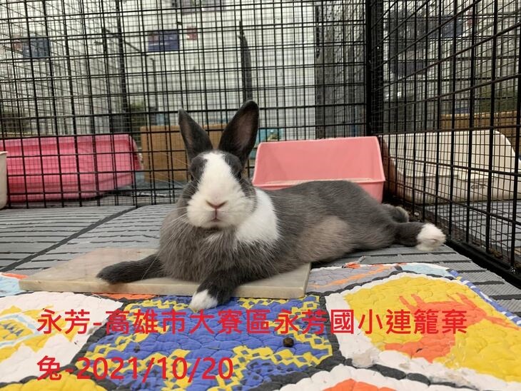 社團法人台灣流浪兔保護協會