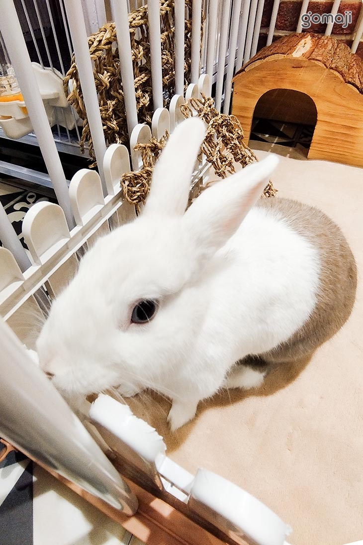 【Meet兔】兔兔寵物友善咖啡X兔兔旅館