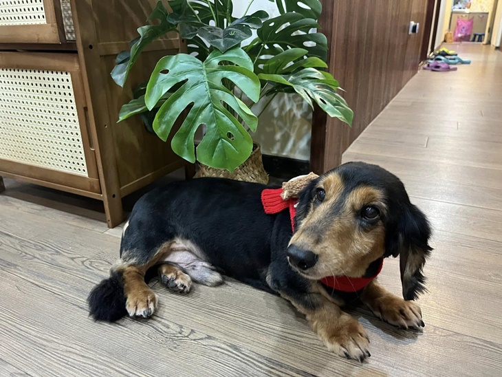 店犬芒果