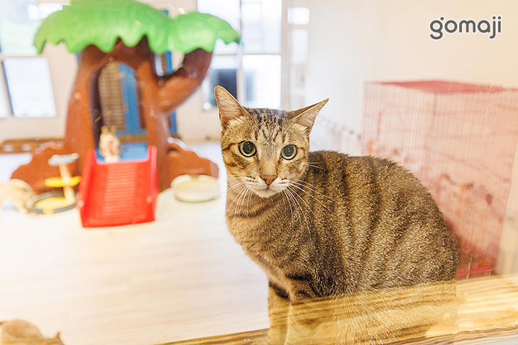 伊莉莎海灘咖啡館