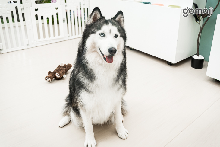 店犬