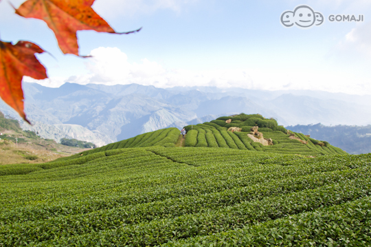阿里山玻璃屋-當歸民宿