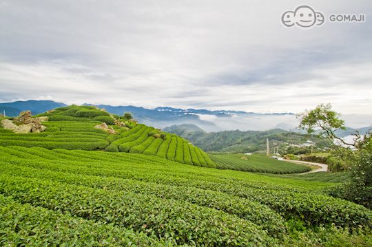 阿里山玻璃屋-當歸民宿