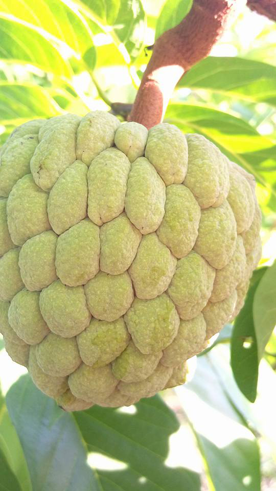 【台东不二果匠顶级草生无毒大目释迦礼盒(.