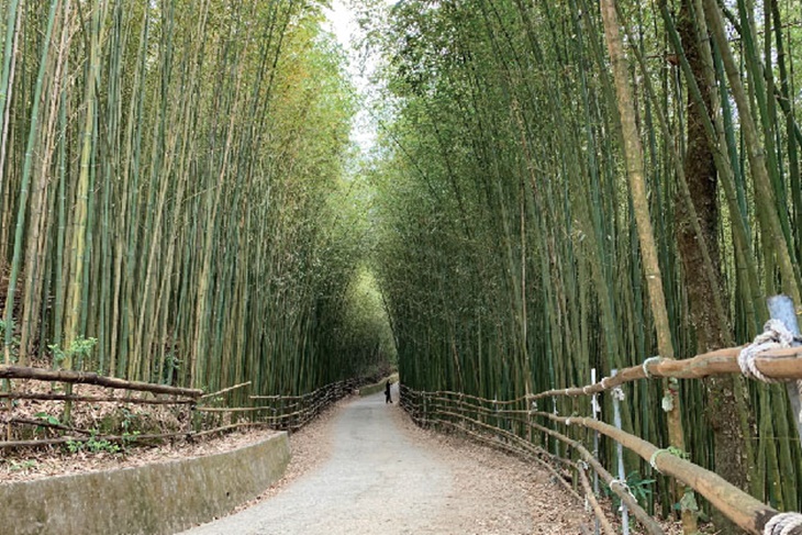 老街竹林秘境輕旅行