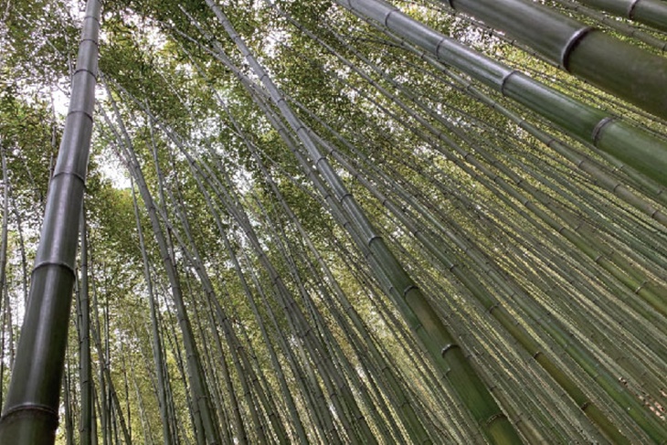 老街竹林秘境輕旅行