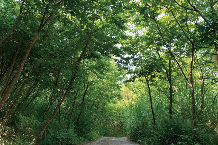 老街竹林秘境輕旅行